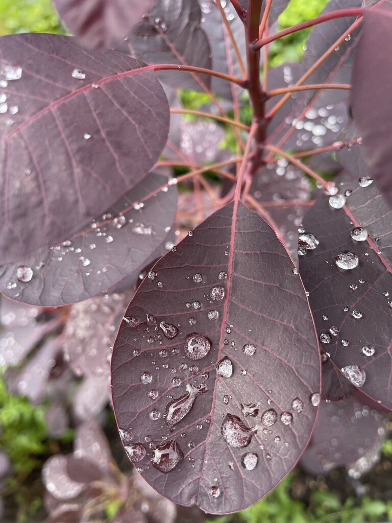 Love after the rain... by sshoe