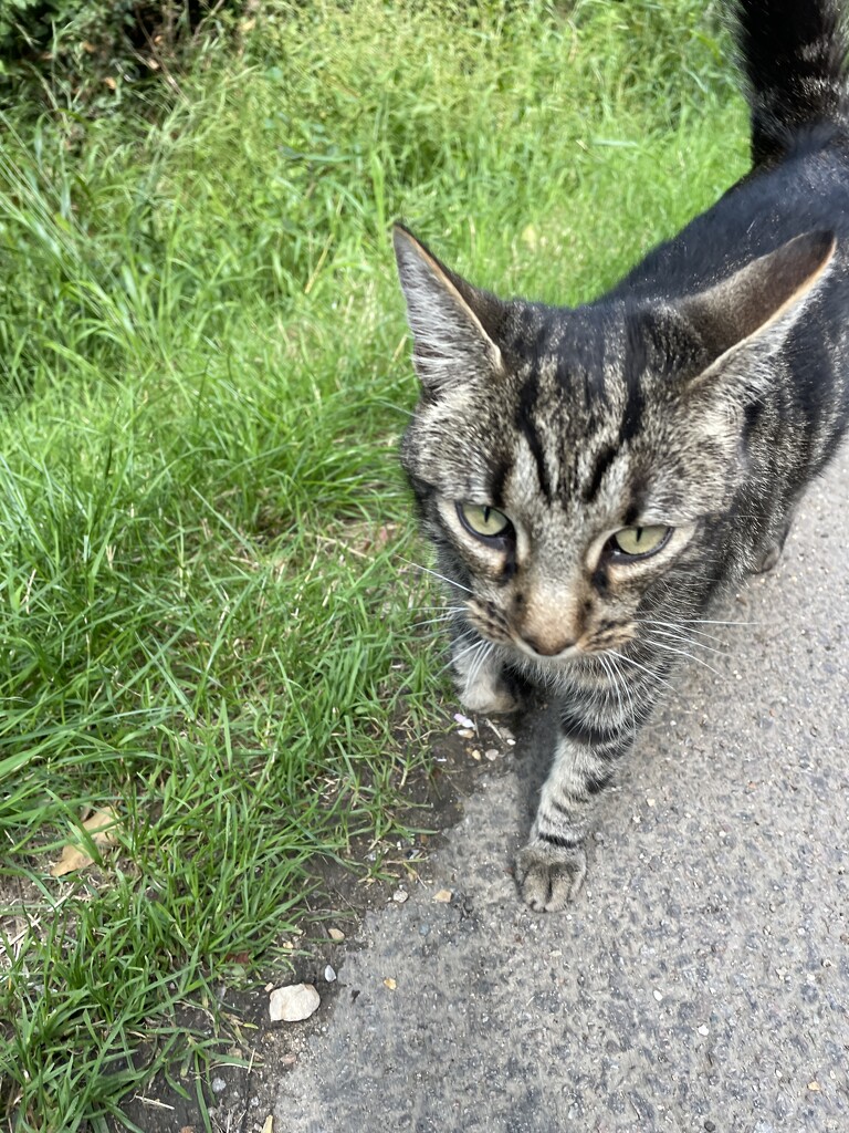 Local friendly cat by sshoe