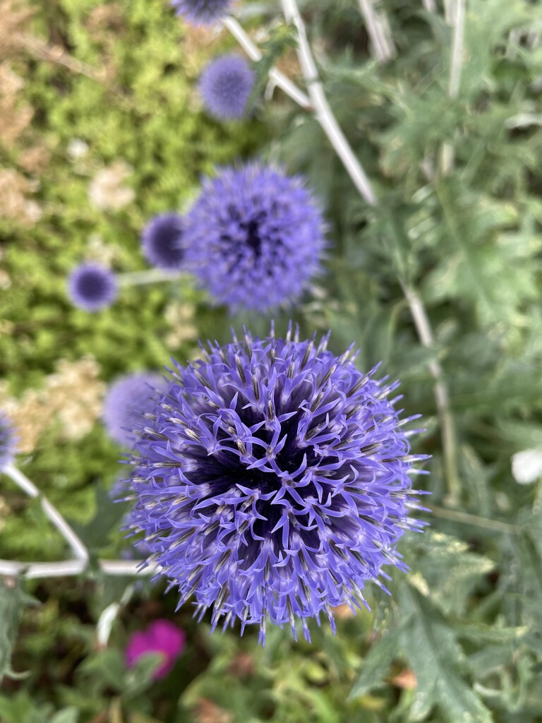 Neighbours flowers by sshoe