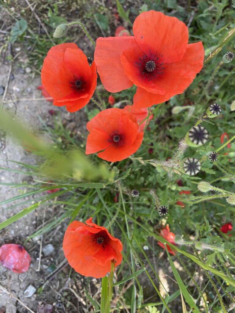 Poppies by sshoe