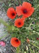 29th Jul 2024 - Poppies