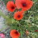 Poppies by sshoe