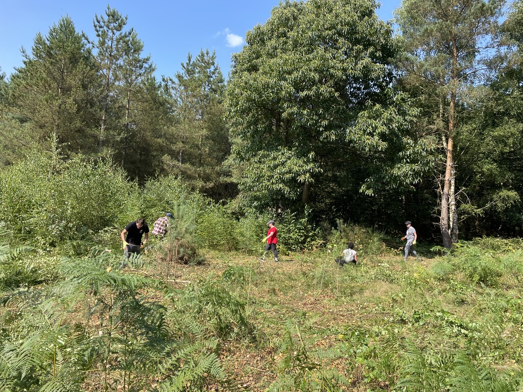 Thetford Forest clearing - work volunteer day  by sshoe