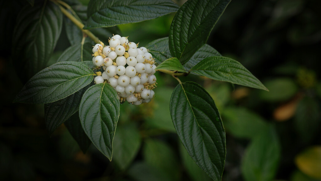 Red-osier Dogwood by neil_ge