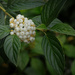 Red-osier Dogwood by neil_ge