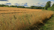 24th Aug 2024 - Yesterday on the Greenway.