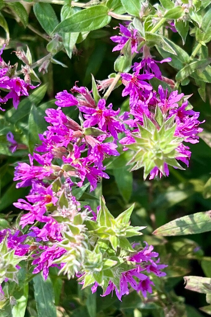 Blooms by the Creek by calm