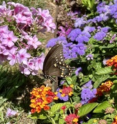 18th Aug 2024 - Swallowtail 