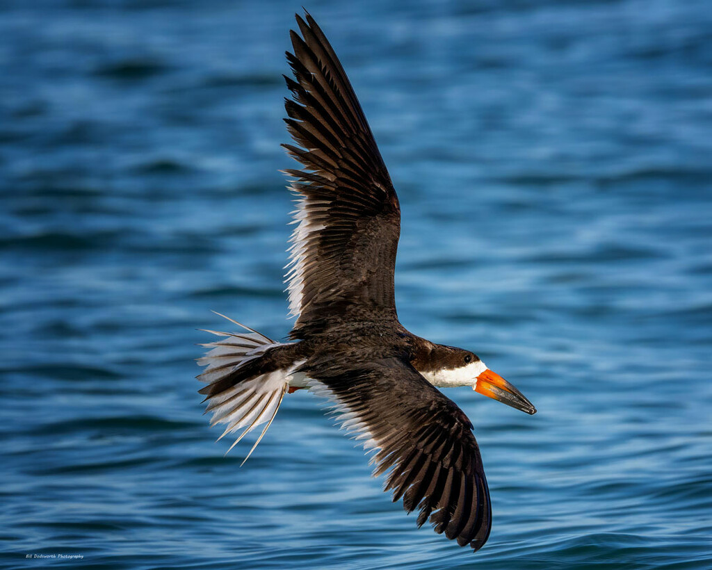 Black Skimmer by photographycrazy