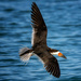 Black Skimmer by photographycrazy