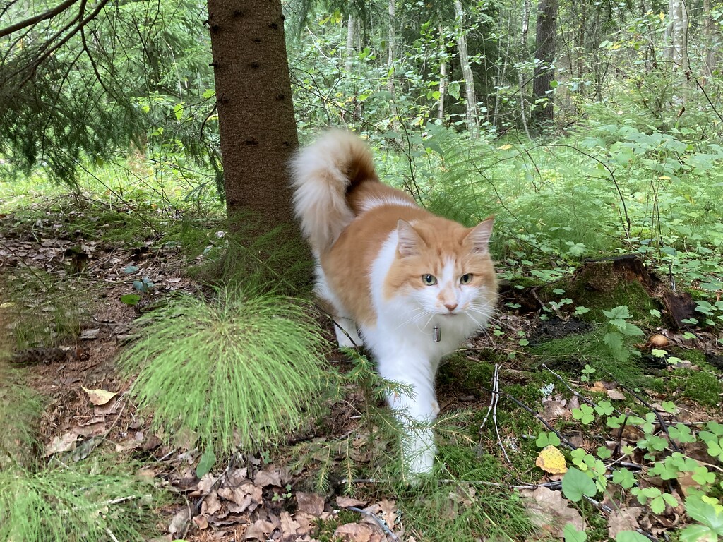 Forest cat by katriak