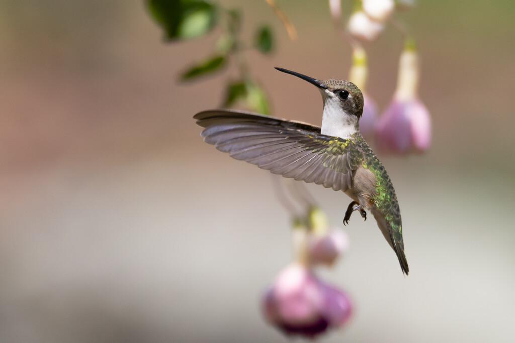 Fuchsia Attraction by jpcaron