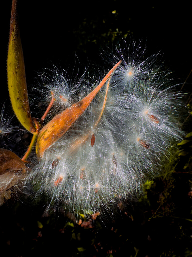 More Photogenic Milkweed by jnewbio