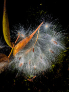 24th Aug 2024 - More Photogenic Milkweed