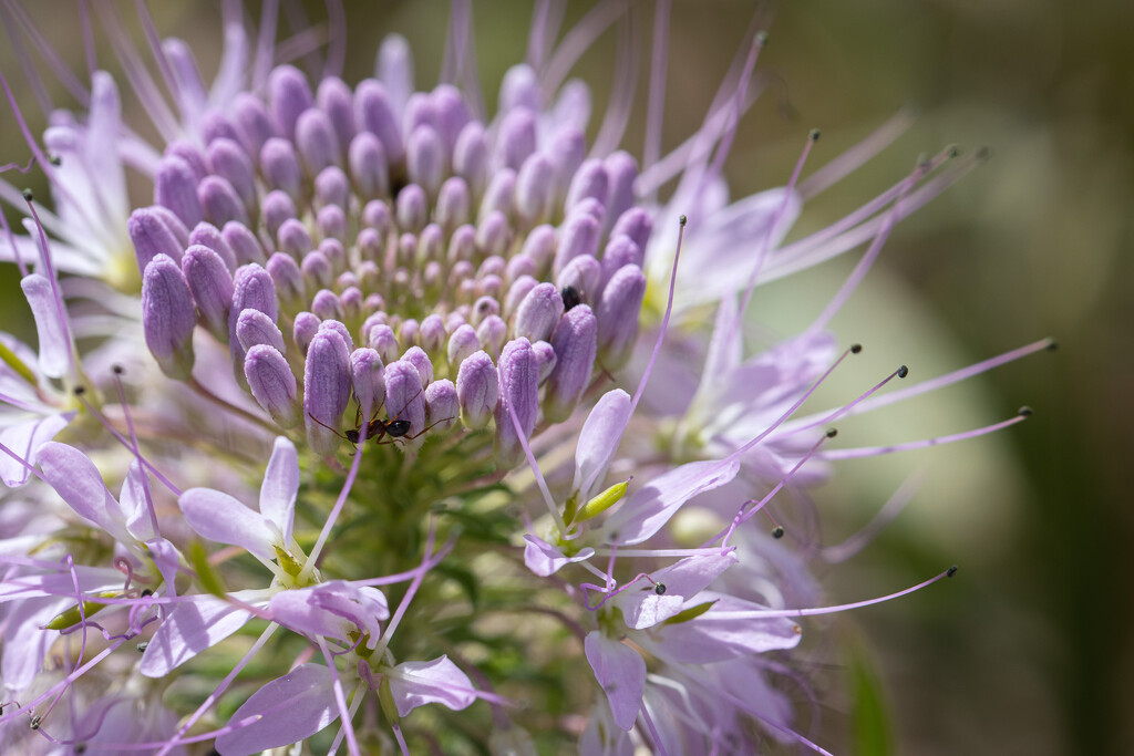 Rocky Mountain Bee Plant by aecasey