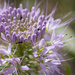 Rocky Mountain Bee Plant by aecasey