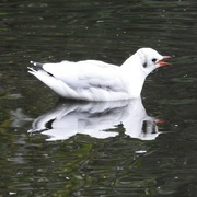 14th Aug 2024 - Black headed gull