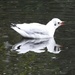 Black headed gull by oldjosh