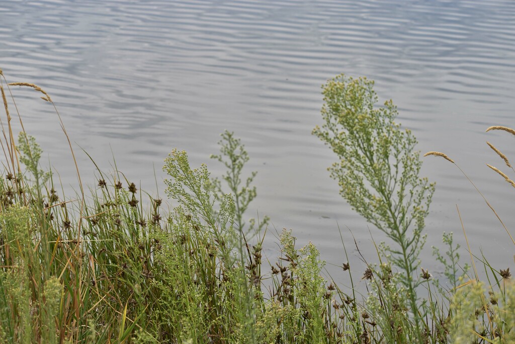 Just Some Weeds Along A Pond! by bjywamer