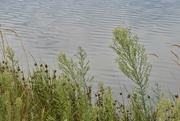 23rd Aug 2024 - Just Some Weeds Along A Pond!