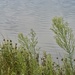 Just Some Weeds Along A Pond! by bjywamer