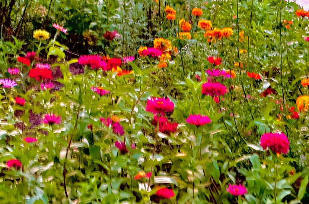 Zinnias are summer by congaree