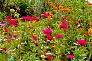 22nd Aug 2024 - Zinnias are summer