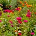 Zinnias are summer by congaree