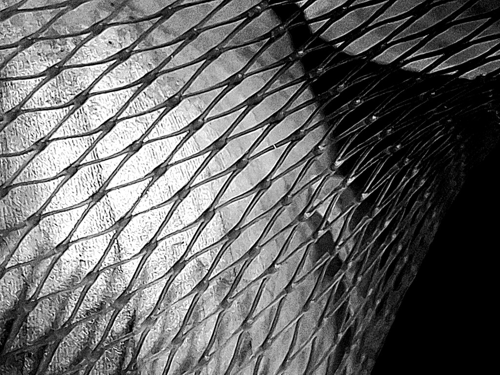 Day 247/366. Onion net.  by fairynormal