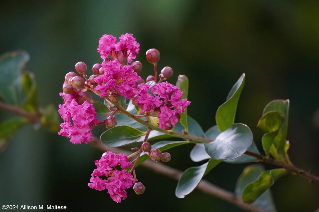 Crape Myrtle by falcon11