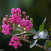 Crape Myrtle by falcon11