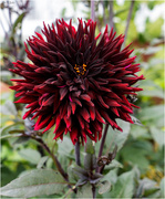 24th Aug 2024 - Dahlia