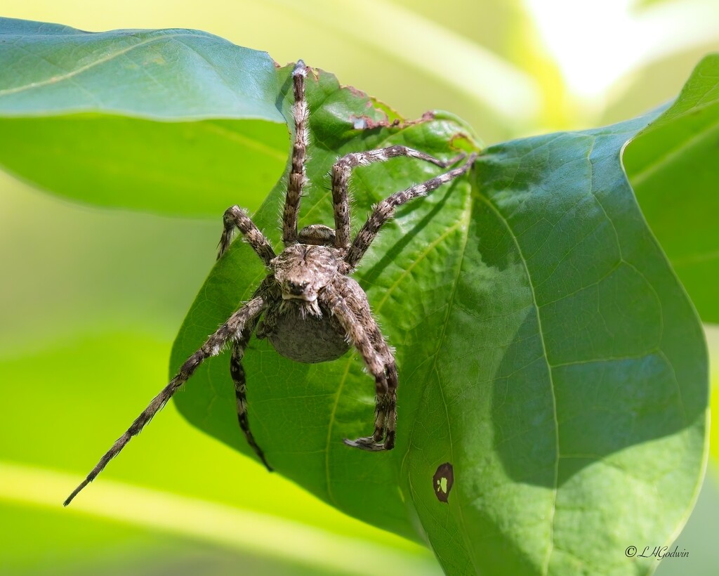 LHG_3331White banded fishing spider by rontu