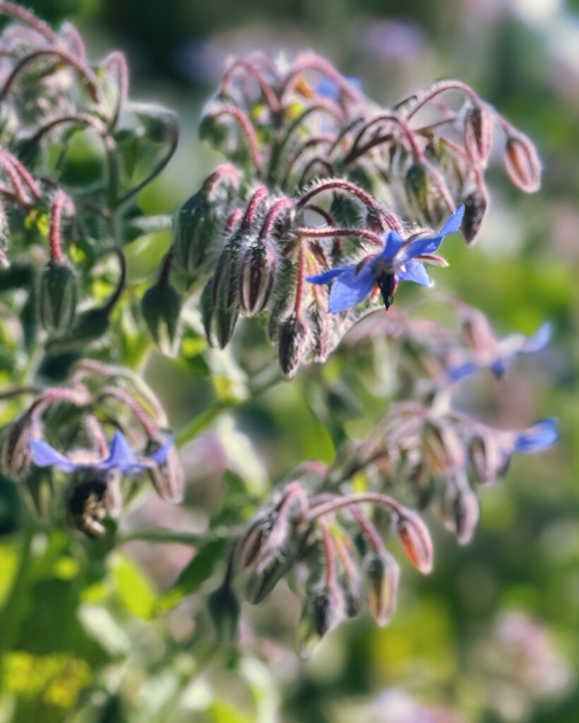 Borage by anncooke76