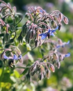 24th Aug 2024 - Borage