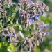 Borage by anncooke76