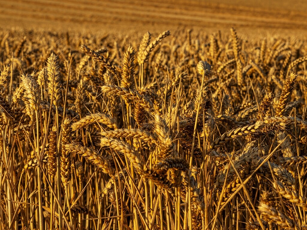 Harvest time…. by billdavidson