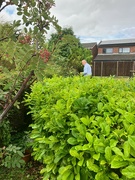 24th Aug 2024 - Picking Blackberries 