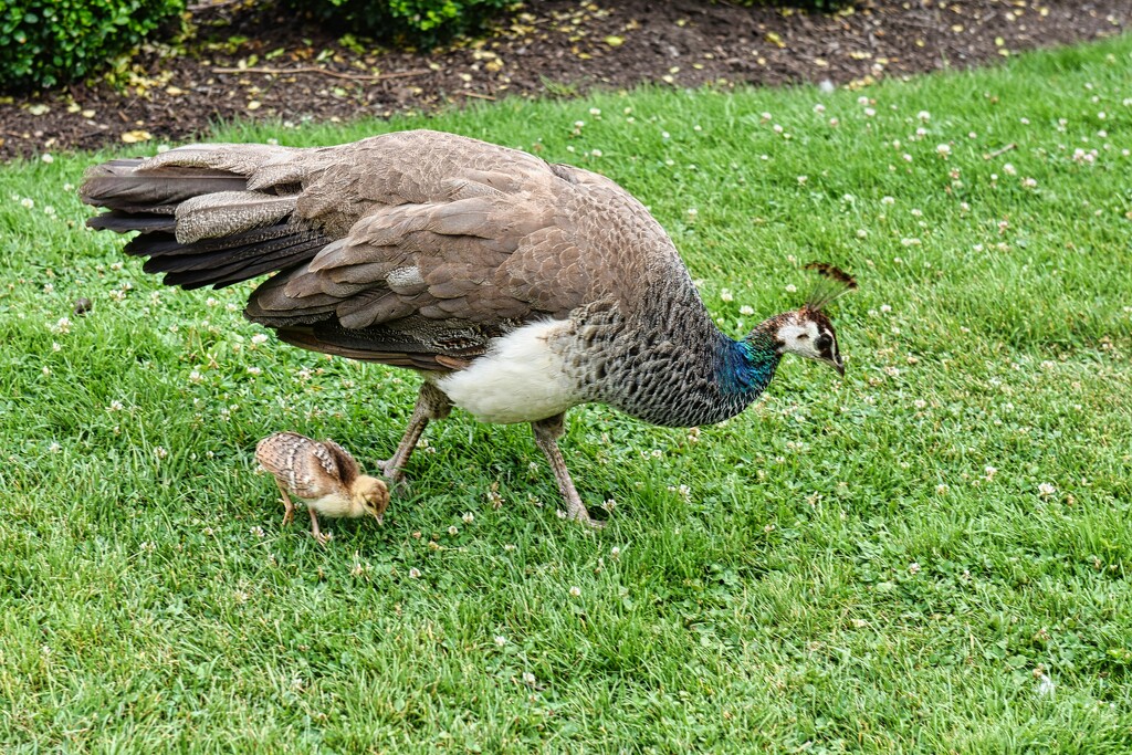 Peahen with chick by sandlily