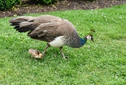 12th Aug 2024 - Peahen with chick