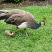 Peahen with chick by sandlily