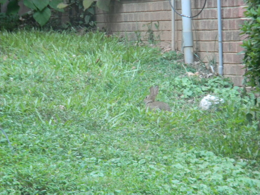 Rabbit in Neighbor's Yard  by sfeldphotos