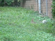 24th Aug 2024 - Rabbit in Neighbor's Yard 