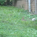 Rabbit in Neighbor's Yard  by sfeldphotos