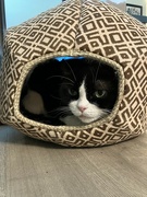 24th Aug 2024 - Cat Pod