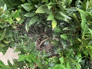 23rd Aug 2024 - Wet wide web