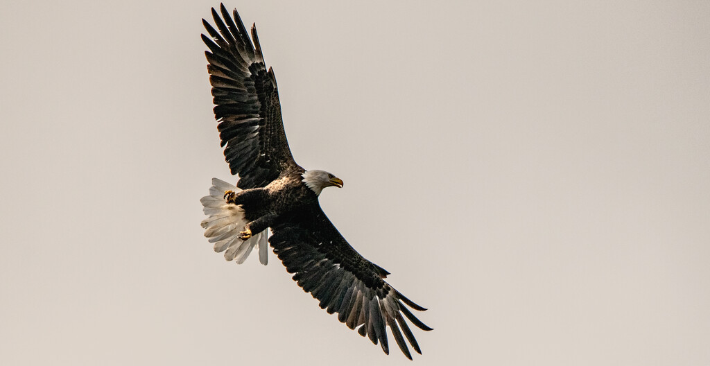 Bald Eagle Fly-Over! by rickster549