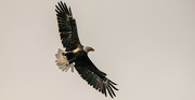 24th Aug 2024 - Bald Eagle Fly-Over!