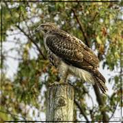 24th Aug 2024 - Hickory Hills Hawk