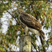 Hickory Hills Hawk by bluemoon